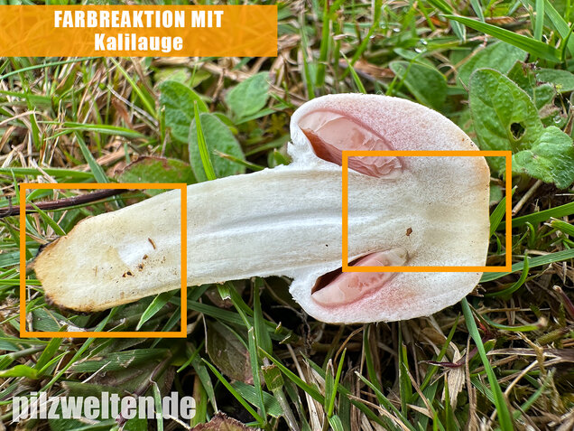 Wiesenchampignon, Wiesenegerling, Erdgürtel, Agaricus campestris