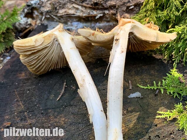 Kegeliger Risspilz, Inocybe rimosa