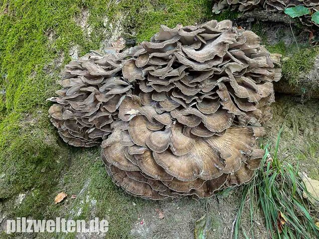 Klapperschwamm, Maitake, Grifola frondosa