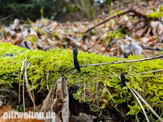 Langstielige Holzkeule, Xylaria longipes