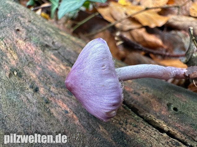 Violetter Risspilz, Lilaseidiger Risspilz, Inocybe violacea