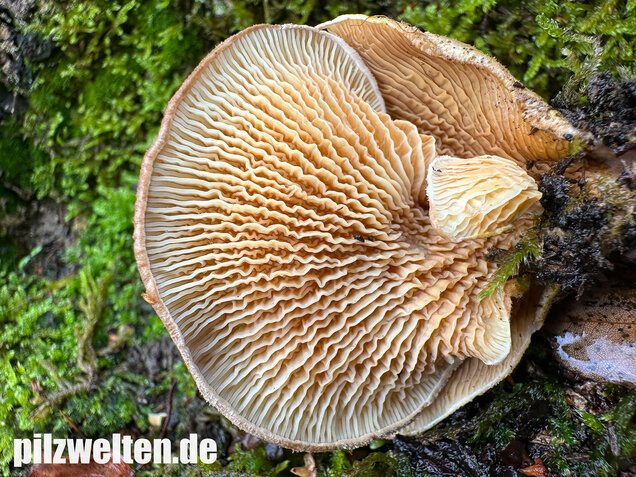 Muschelkrempling, Grubenschwamm, Tapinella panuoides