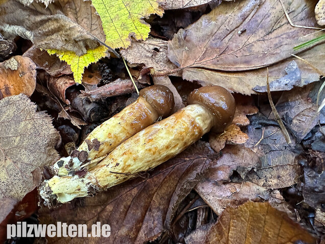 Zweifarbiger Schneckling, Olivbraungestiefelter Schneckling, Hygrophorus persoonii