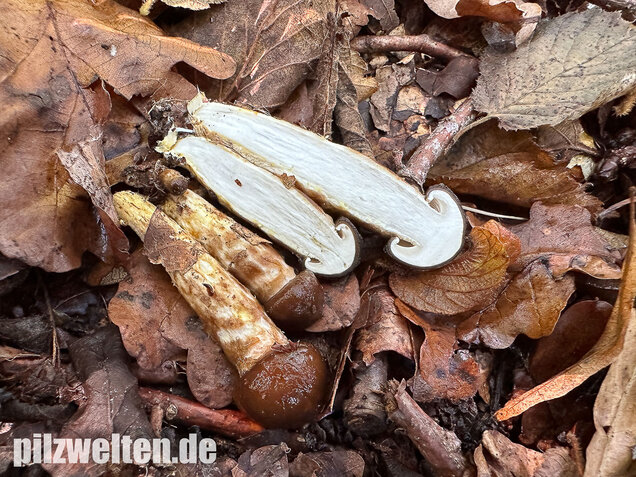 Zweifarbiger Schneckling, Olivbraungestiefelter Schneckling, Hygrophorus persoonii