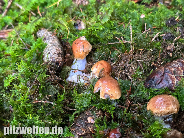 Purpurfleckender Klumpfuß, Thaxterogaster purpurascens