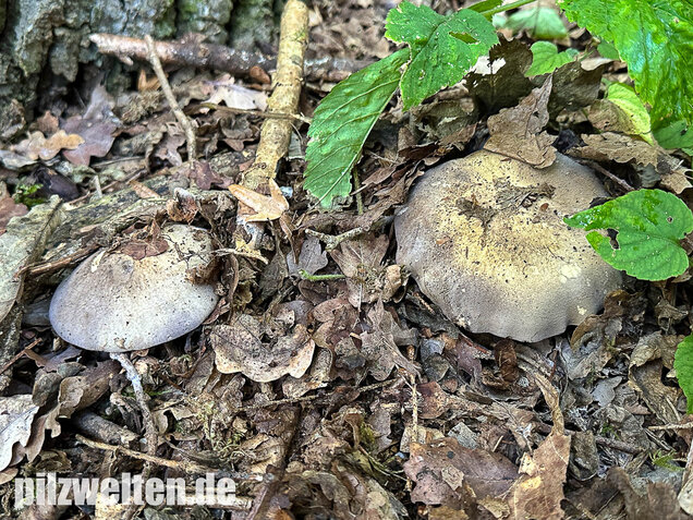 Gelbblättriger Rasling, Rötender Schönkopf, Calocybe favrei