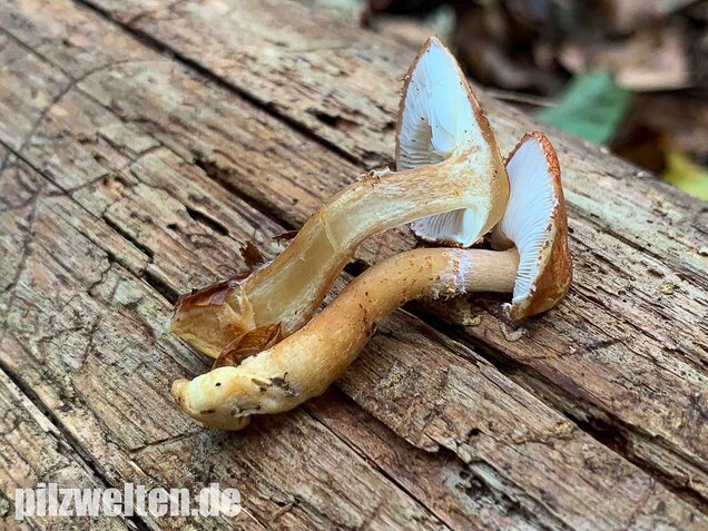 Rostroter Körnchenschirmling, Cystodermella granulosa