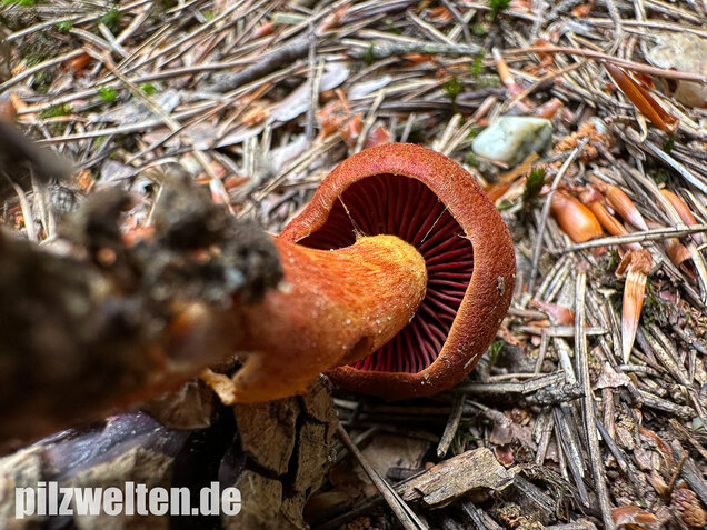 Rotgenatterter Hautkopf, Purpurbrauner Hautkopf, Cortinarius purpureus