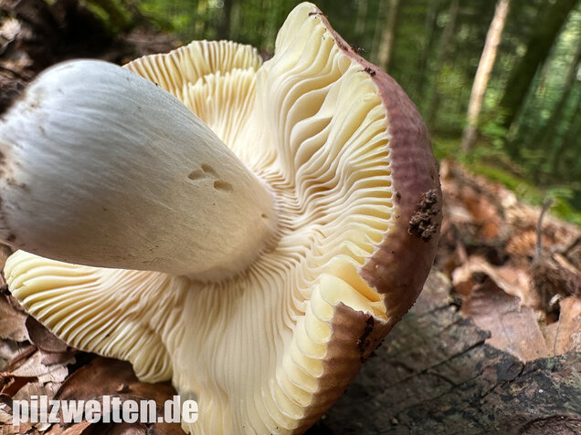 Weißstieliger Ledertäubling, Russula romellii