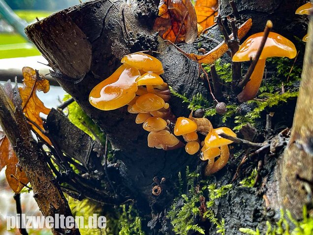 Samtfußrübling, Winterrübling, Flammulina velutipes