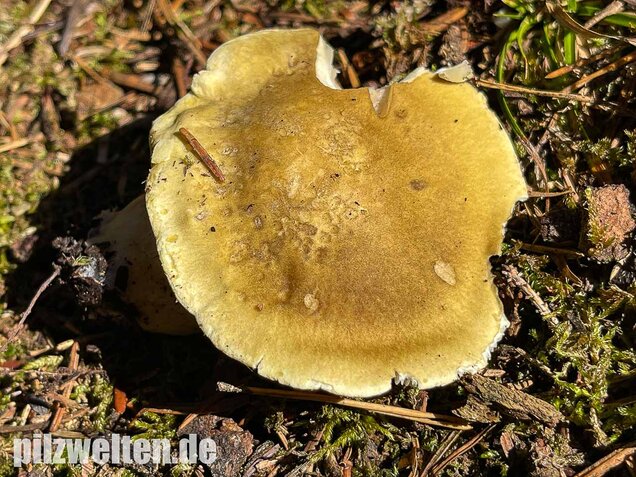 Seifenritterling, Tricholoma saponaceum