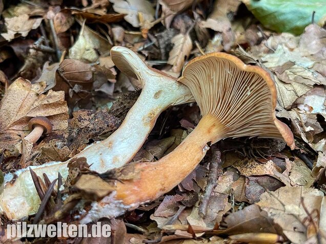 Süßlicher Buchenmilchling, Lactarius subdulcis