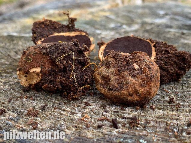 Warzige Hirschtrüffel, Elaphomyces granulatus