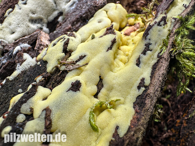 Weißgelbes Netzpolster, Ceratiomyxa porioides