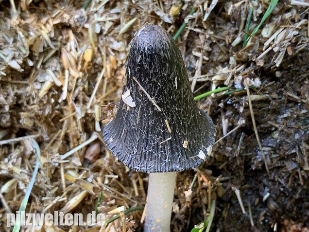 Wollstieliger Dungtintling, Coprinopsis cinerea