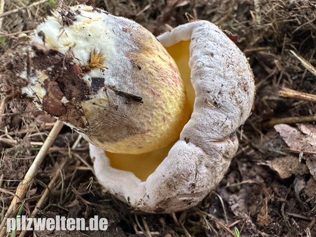 Wurzelnder Bitterröhrling, Caloboletus radicans
