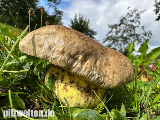 Wurzelnder Bitterröhrling, Caloboletus radicans