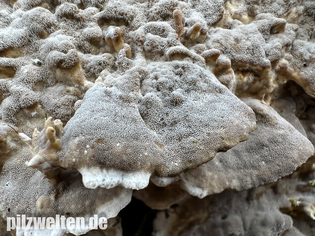 Angebrannter Rauchporling, Bjerkandera adusta