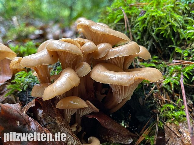 Aniszähling, Lentinellus cochleatus