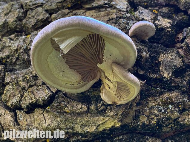 Beschleierter Pappel-Seitling, Pleurotus calyptratus
