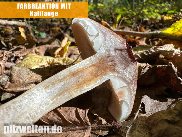 Braunschuppiger Ritterling, Feinschuppiger Ritterling, Tricholoma imbricatum