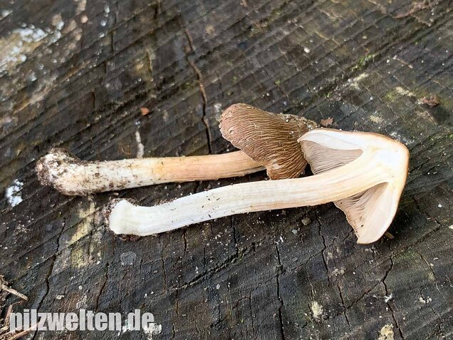 Braunstreifiger Risspilz, Inocybe fuscidula
