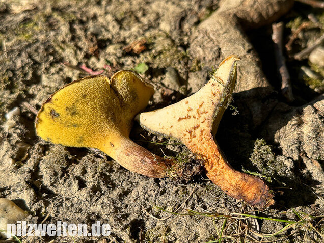 Erlengrübling, Gyrodon lividus