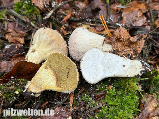 Flaschenstäubling, Flaschenbovist, Lycoperdon perlatum