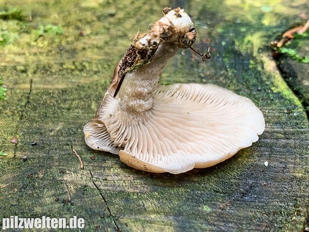 Fleischbräunlicher Anistrichterling, Clitocybe obsoleta