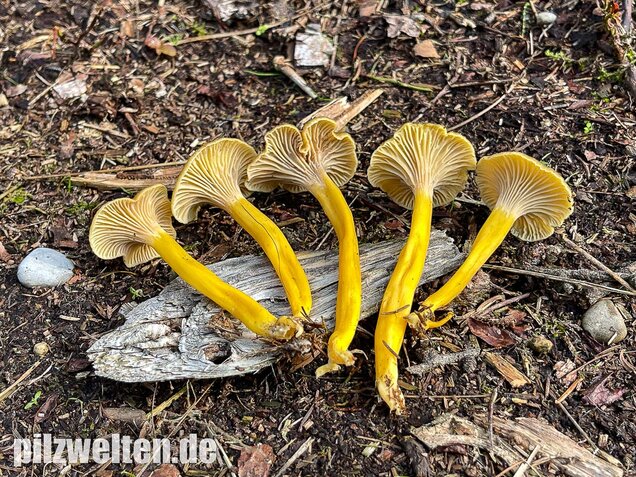 Trompetenpfifferling, Craterellus tubaeformis