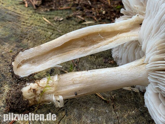 Gemeiner Erdritterling, Tricholoma terreum