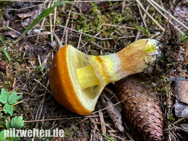 Goldröhrling, Suillus grevillei