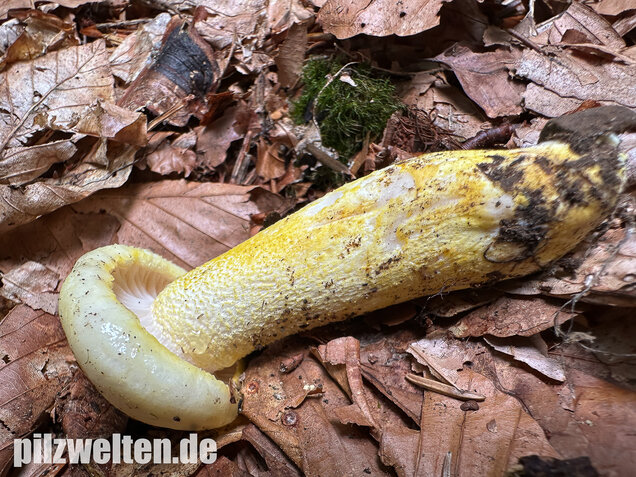 Goldzahn-Schneckling, Hygrophorus chrysodon