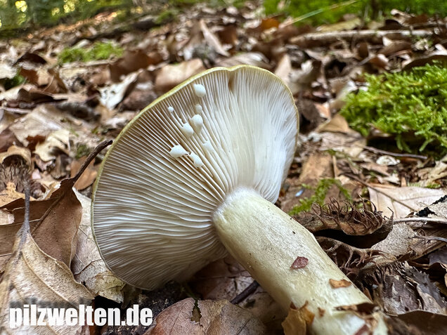 Graugrüner Milchling, Lactarius blennius