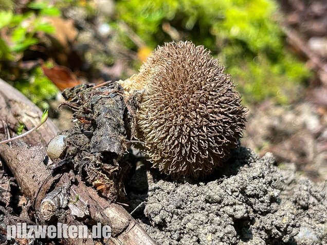 Igelstäubling, Lycoperdon echinatum