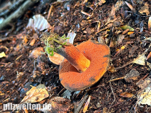 Kurznetziger Hexenröhrling, Suillellus mendax