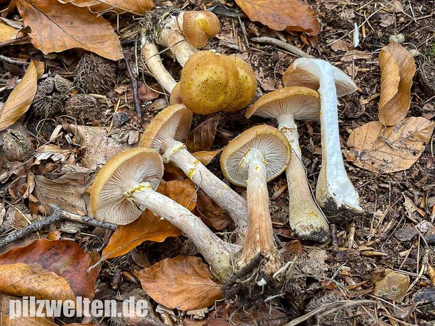 Laubholzhallimasch, Armillaria gallica