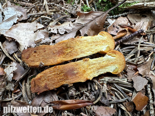 Zitronengelber Raukopf, Aureonarius limonius