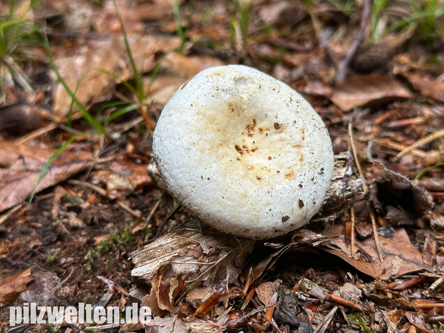 Pfeffermilchling, Lactifluus piperatus