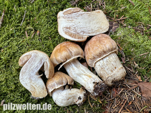 Reifpilz, Cortinarius caperatus