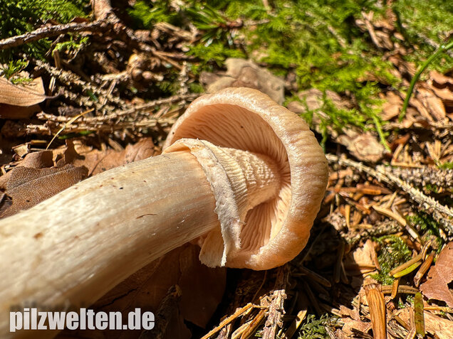 Reifpilz, Cortinarius caperatus