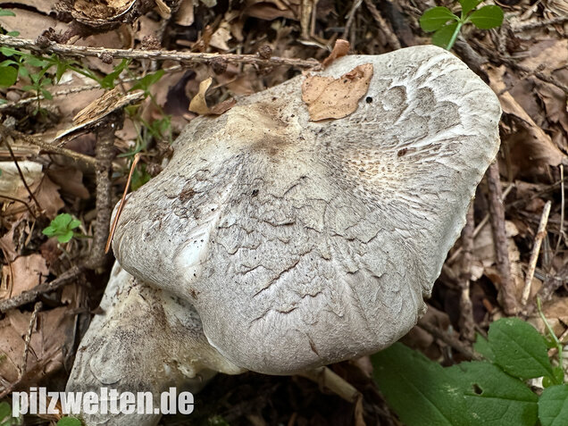 Seidiger Tigerritterling, Tricholoma filamentosum