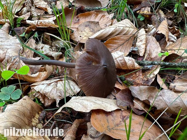 Traniger Rötling, Gebrechlicher Glöckling, Entoloma hirtipes