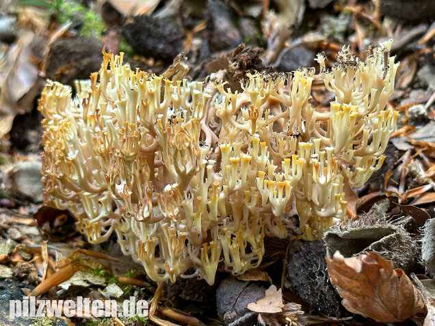 Verzweigte Becherkoralle, Artomyces pyxidatus