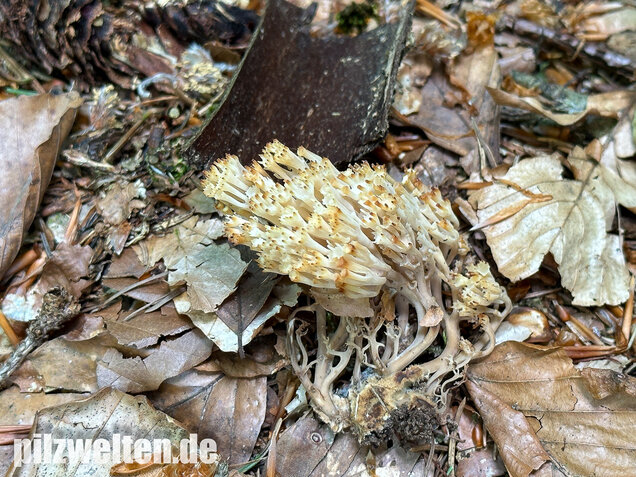 Verzweigte Becherkoralle, Artomyces pyxidatus