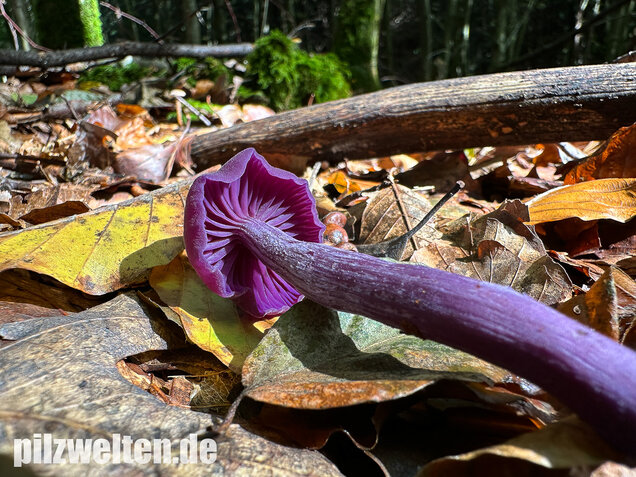 Violetter Lacktrichterling, Laccaria amethystina