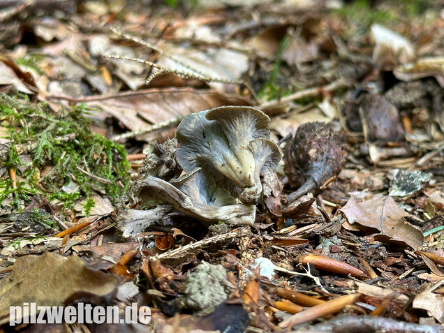 Krause Kraterelle, Krauser Leistling, Craterellus undulatus