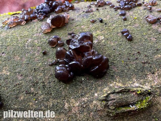 Warziger Drüsling, Exidia nigricans