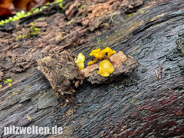 Weiden-Stängelbecherchen, Hymenoscyphus conscriptus
