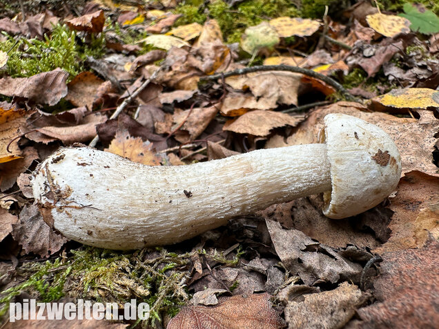 Wollstieliger Raufußröhrling (weiße Form), Leccinum cyaneobasileucum